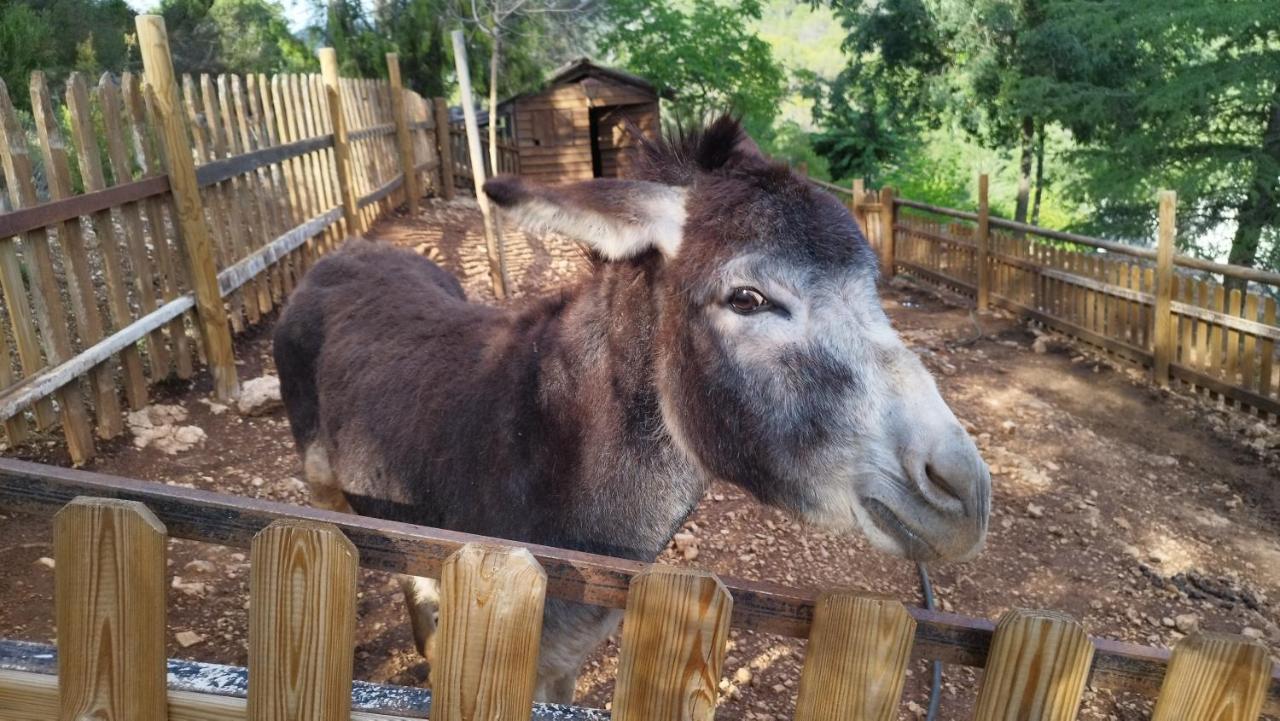 Alojamiento Rural Las Maravillas Cañada Catena Екстериор снимка